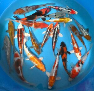 HQ Tosai-Mix 14-18cm Oofuchi