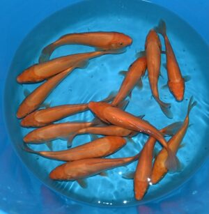 Tosai Red Karashi 18-24cm Marusai