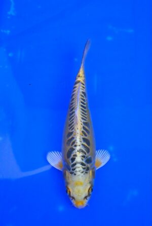 Kiryu 25-30cm Aoki