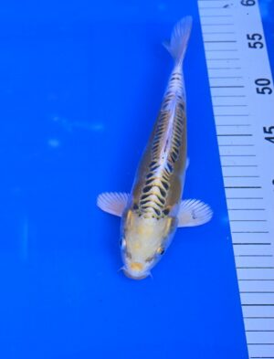 Kiryu 25-30cm Aoki