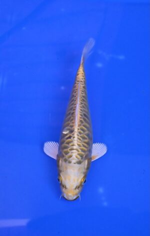Kiryu 25-30cm Aoki