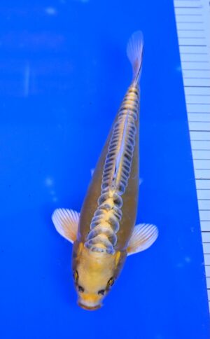 Kiryu 25-30cm Aoki