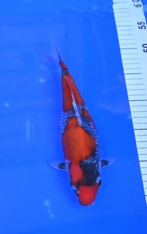 Goshiki 25-30cm Aoki