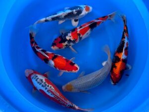 Nisai Mix 40-45cm Takatatzu