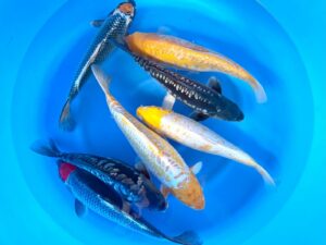 Nisai-Mix Tancho Ginga u.Aragoke Kawakami 40-45cm