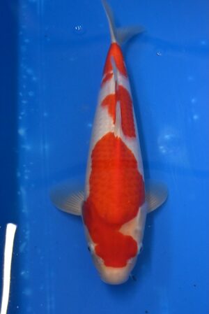 HQ Kohaku Nisai 38-40cm W. Marudo mit Zertifikat