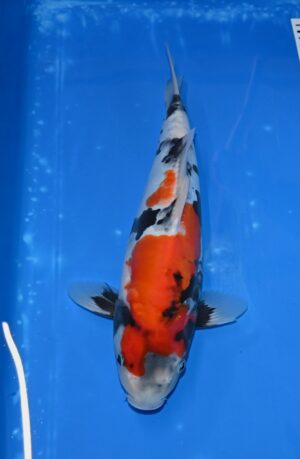 Doitsu Showa 37-40cm W. Nisai Miyatora