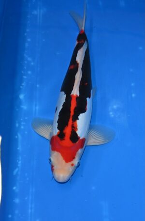 HQ Beni Kumonryu Nisai 38-40cm M. Kawakami
