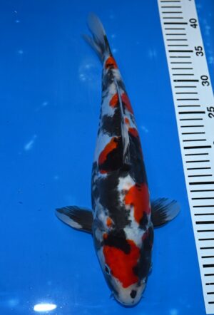 Doitsu Showa 38-40cm Nisai M. Miyatora