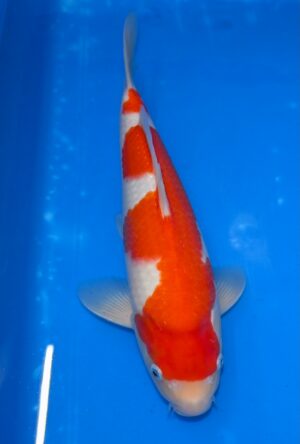 HQ Kohaku 38-40cm Nisai W. Marudo mit Zertifikat
