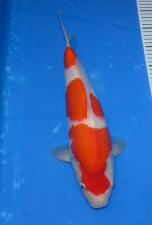 HQ Kohaku Nisai 38-40cm W. Marudo mit Zertifikat