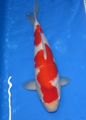 HQ Kohaku Nisai 38-40cm W. Marudo mit Zertifikat