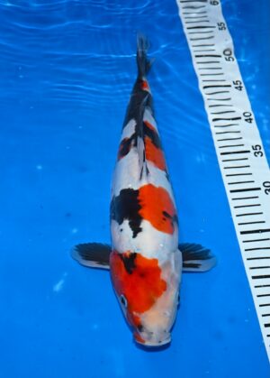 Doitsu Showa Nisai M. 38-40cm Miyatora