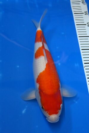 HQ Kohaku Nisai 38-40cm W. Marudo mit Zertifikat