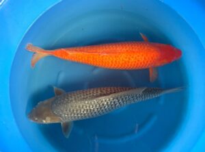 GR Soragoi und GR Red Karashi Sansai 65cm Marusai /Soragoi Reserviert