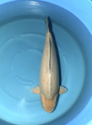 Soragoi Yonsai 74cm Marusai Reserviert