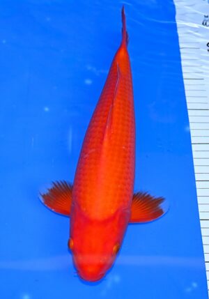 Benigoi 35-40cm Ikarashi T.