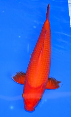 Benigoi 35-40cm Ikarashi T.