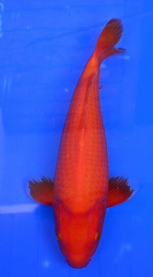 Benigoi 35-40cm Ikarashi T.