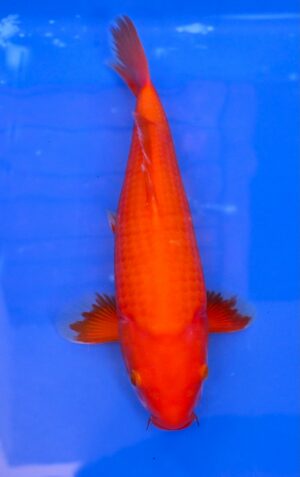 Benigoi 35-40cm Ikarashi T.