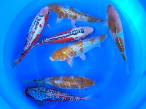 Nisai Mix 40-45cm Takatatzu
