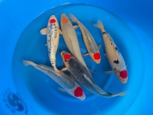 Tancho-Mix Nisai 45-50cm Kanno