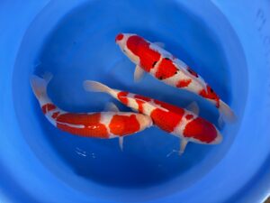 HQ Kohaku + Sanke 55-60cm Marudo alle weibl. Kohaku mitte+Sanke Reserviert