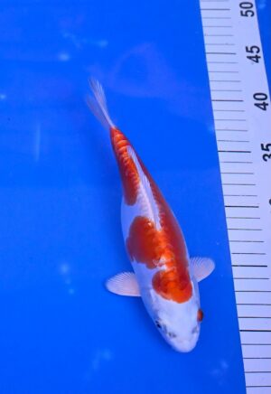 Kikusui 25-30cm Aoki